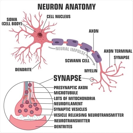 What is the Nervous System?