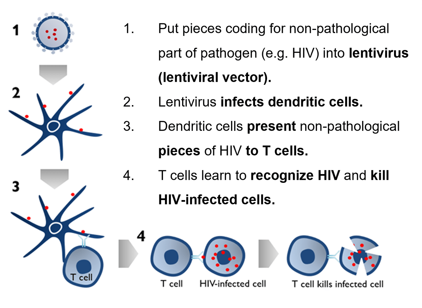 lentiviral vectors for research use