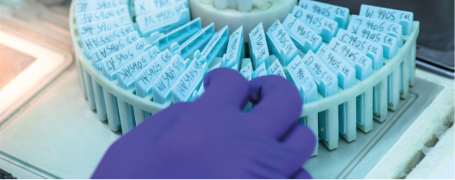 BioEcho launches EchoLUTION™ FFPE DNA Kit for a simplified DNA ...