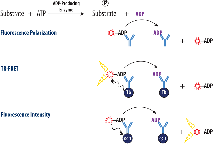 Ds2 Adp Guide Transcreener® ADP² Assay Kit : Get Quote, RFQ, Price or Buy