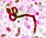 Study suggests a wider distribution range of Ebola virus carriers in Africa than previously assumed