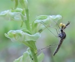 Study explains equal attraction of mosquitoes to flowers and humans