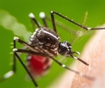 Genetically engineered mosquitoes halt Dengue spread