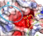 Study reports structure of enzyme activator for high pathogenic avian influenza