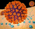 U.S. and European SARS CoV-2 mutation enhances transmission, increases infectivity