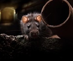 Rat plague following COVID-19?