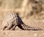 Research sheds doubt on the Pangolin link to SARS-CoV-2