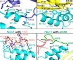Research underlines SARS-CoV-2 N-terminal domain of Nsp1 as a potential drug target