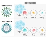 Research compares T cell responses to SARS-CoV-2 and influenza
