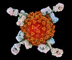 Human antibody response to SARS-CoV-2