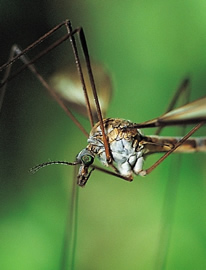 Mosquitoes are much in the news these days, thanks to West Nile virus, the bug-borne exotic disease spread via migrating birds.