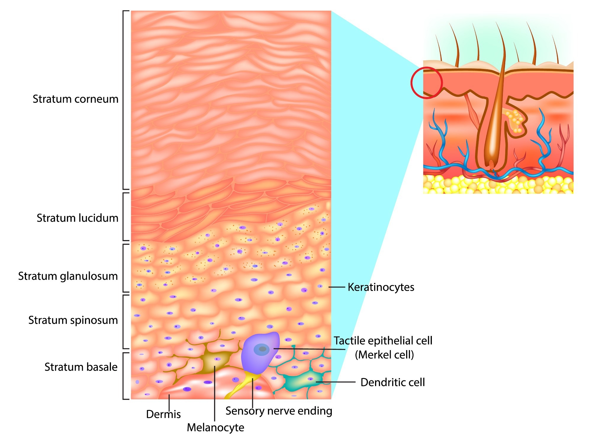 Cells of the epidermis and epidermal layers. The diagram depicts a cross-sectional view of the epidermis.​​​​​​​ Image Credit: Sakurra / Shutterstock.com