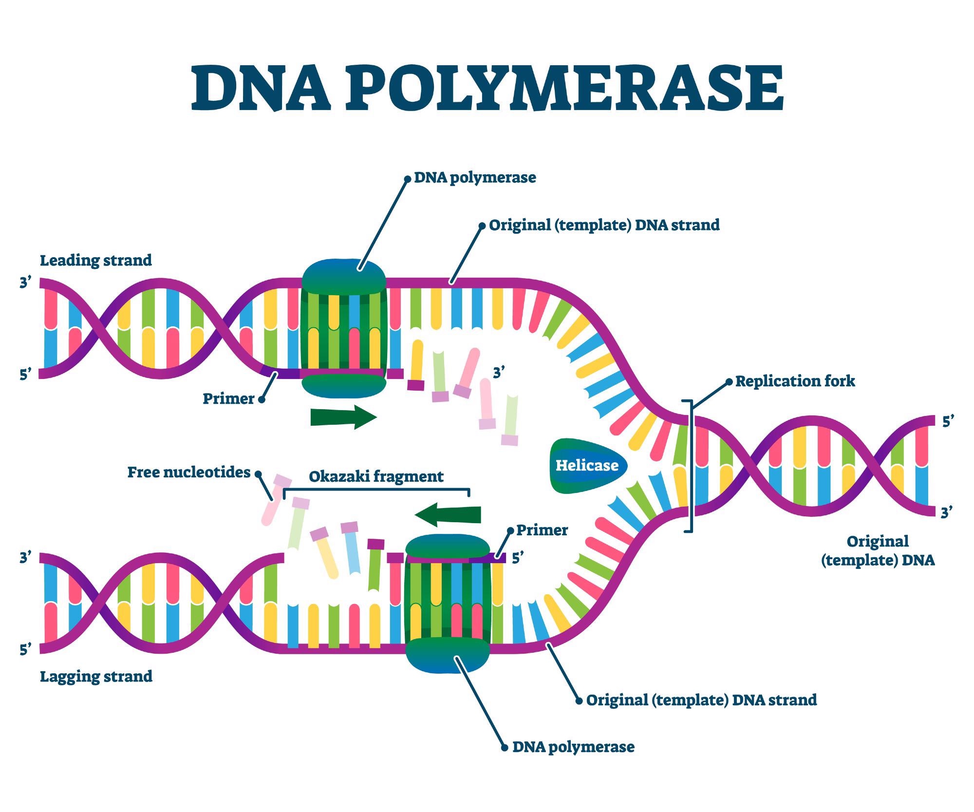 DNA Polymerase enzyme syntheses labeled educational vector illustration. Image Credit: VectorMine / Shutterstock