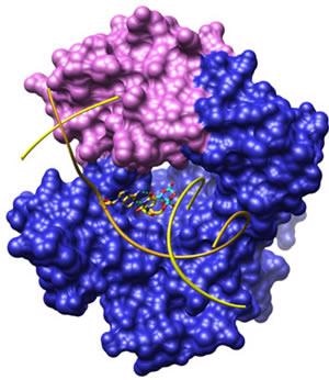 A surface representation of human DNA polymerase β (Pol β), a central enzyme in the base excision repair (BER) pathway