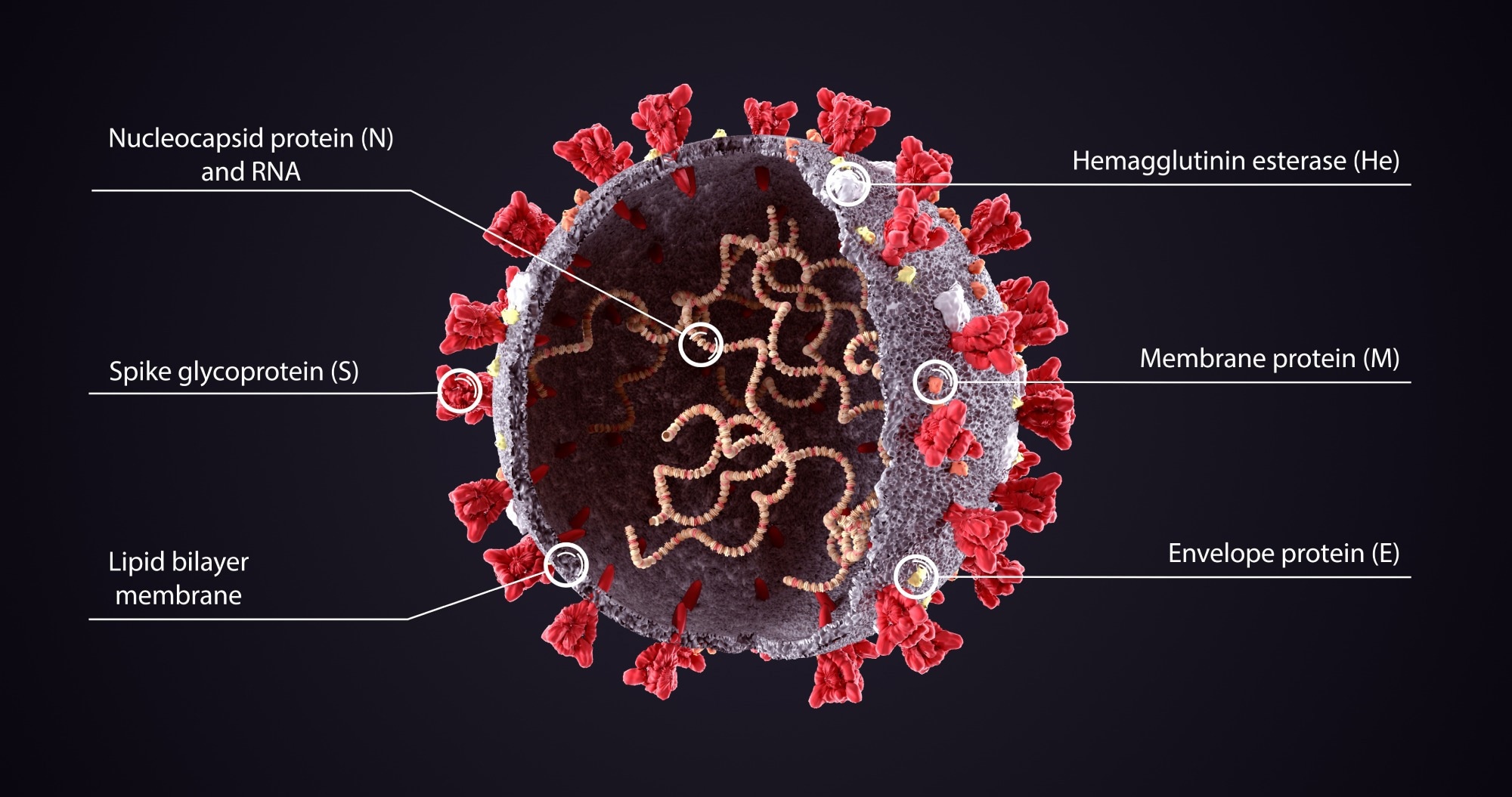 Realistic 3D Illustration of COVID-19 Virus Structure Diagram. Corona Virus SARS-CoV-2, 2019 nCoV virus. Image Credit: Orpheus FX / Shutterstock