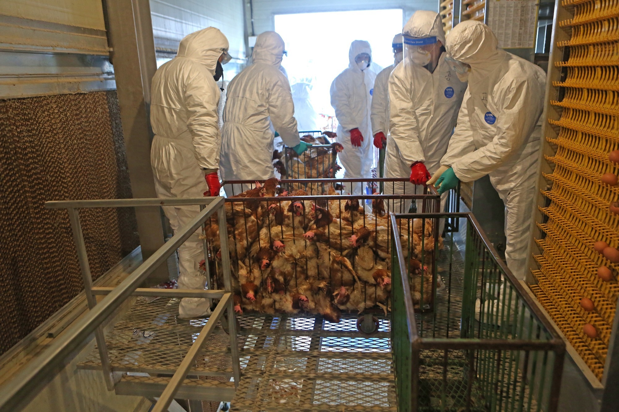 Quarantine agents destroying chicken to prevent avian influenza at a poultry farm. Image Credit: Stock for you / Shutterstock
