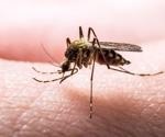 Driving the Self-Destruction of Malaria-Transmitting Mosquitos
