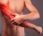 How Do Muscles Repair Themselves After Injury?