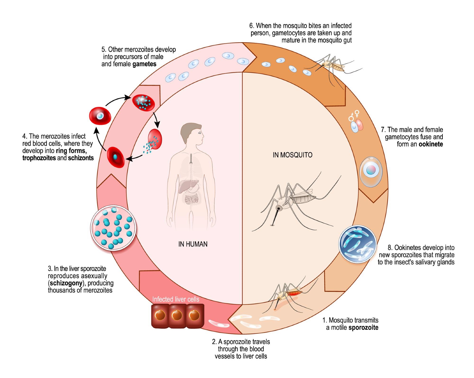The life cycle of a malaria parasite