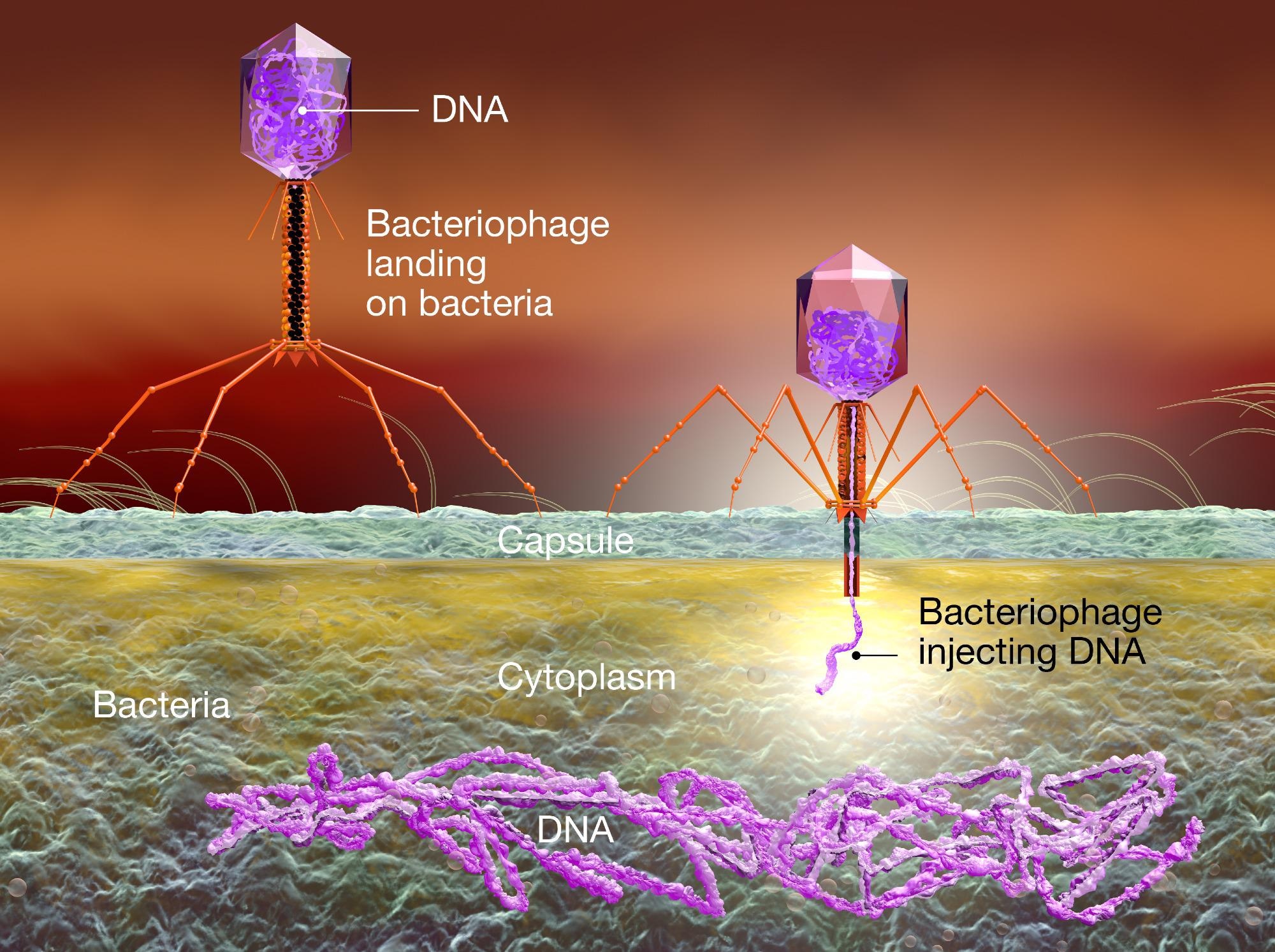 3D Illustration showing bacteriophage attacking E. coli bacteria and injecting DNA. Image Credit: Axel_Kock / Shutterstock