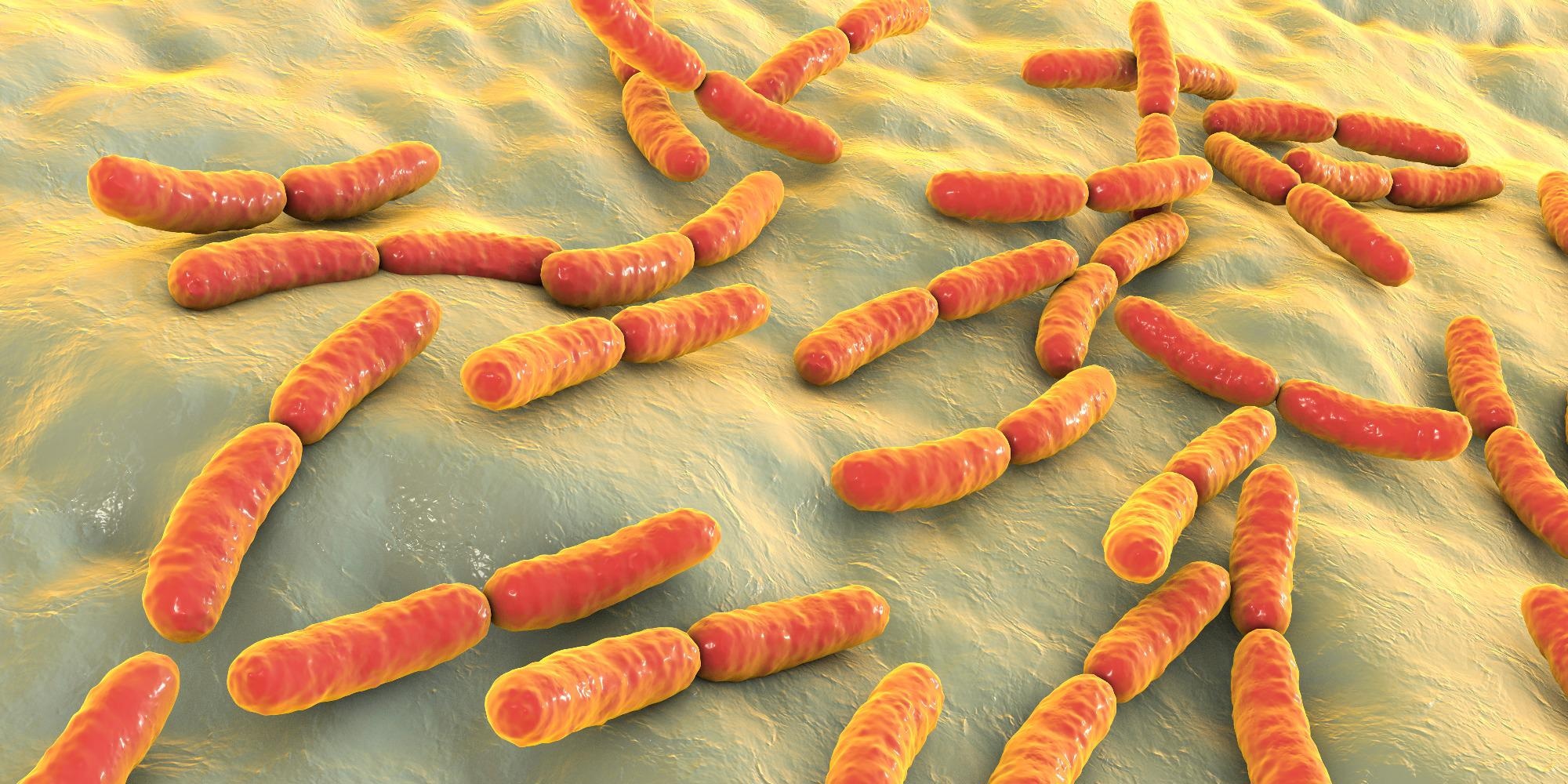 Lactobacillus, 3D illustration. Image Credit: Kateryna Kon / Shutterstock
