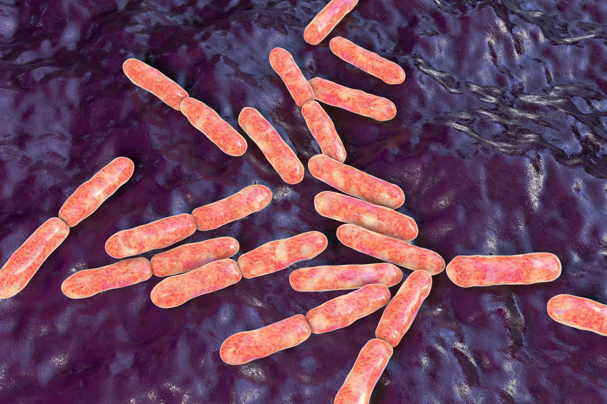 Bacteria Bifidobacterium, gram-positive anaerobic rod-shaped bacteria 3D illustration. Image Credit: Kateryna Kon / Shutterstock