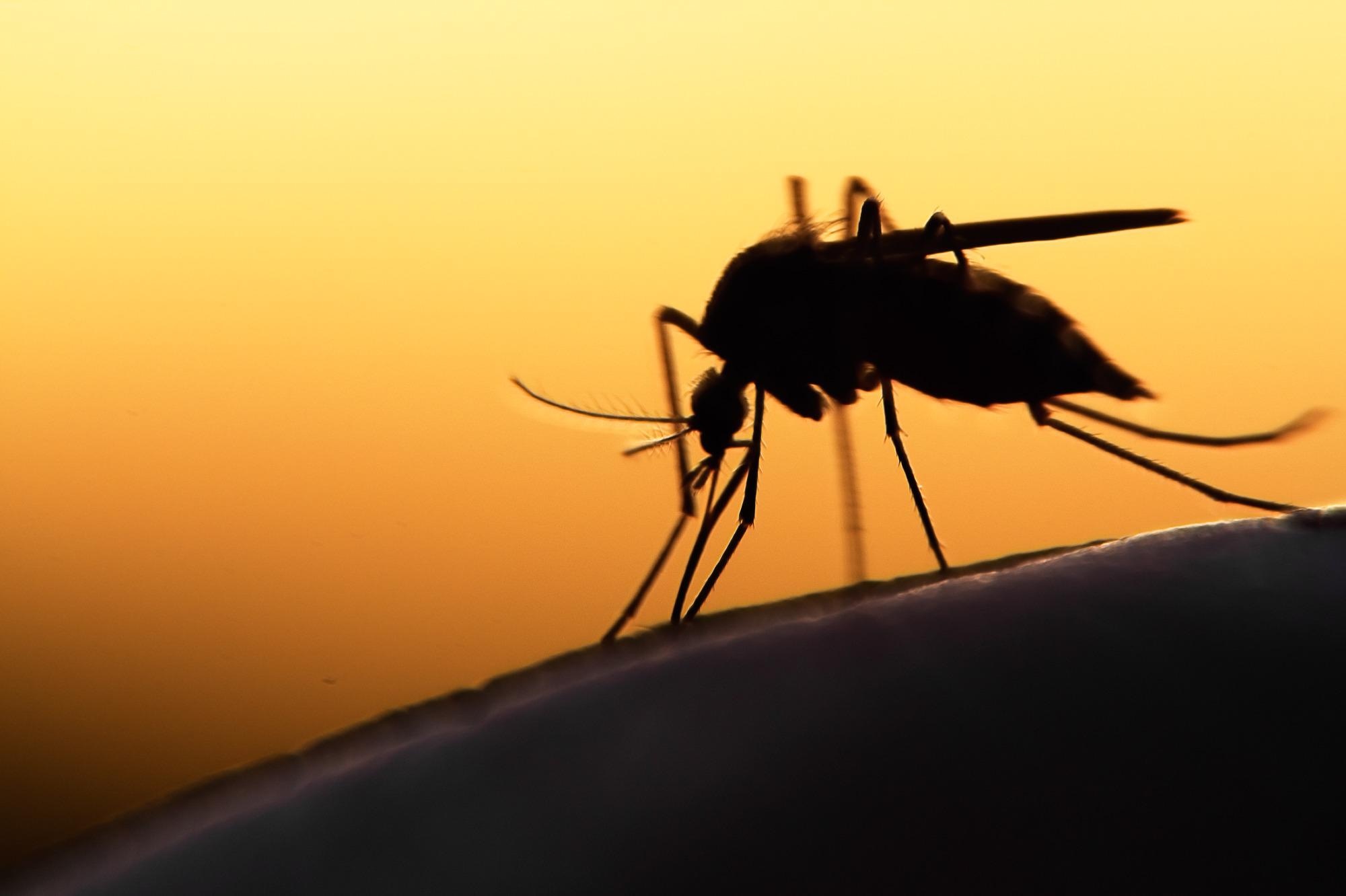 Mosquito-borne diseases include malaria, dengue, West Nile virus, Chikungunya, yellow fever, and Zika. Image Credit: mycteria / Shutterstock