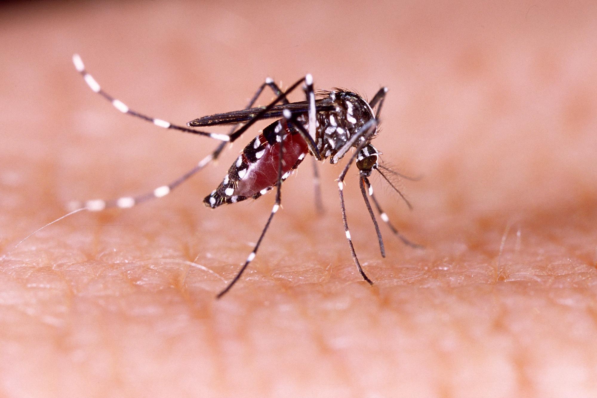 Aedes aegypti mosquito. Image Credit: Tacio Philip Sansonovski / Shutterstock