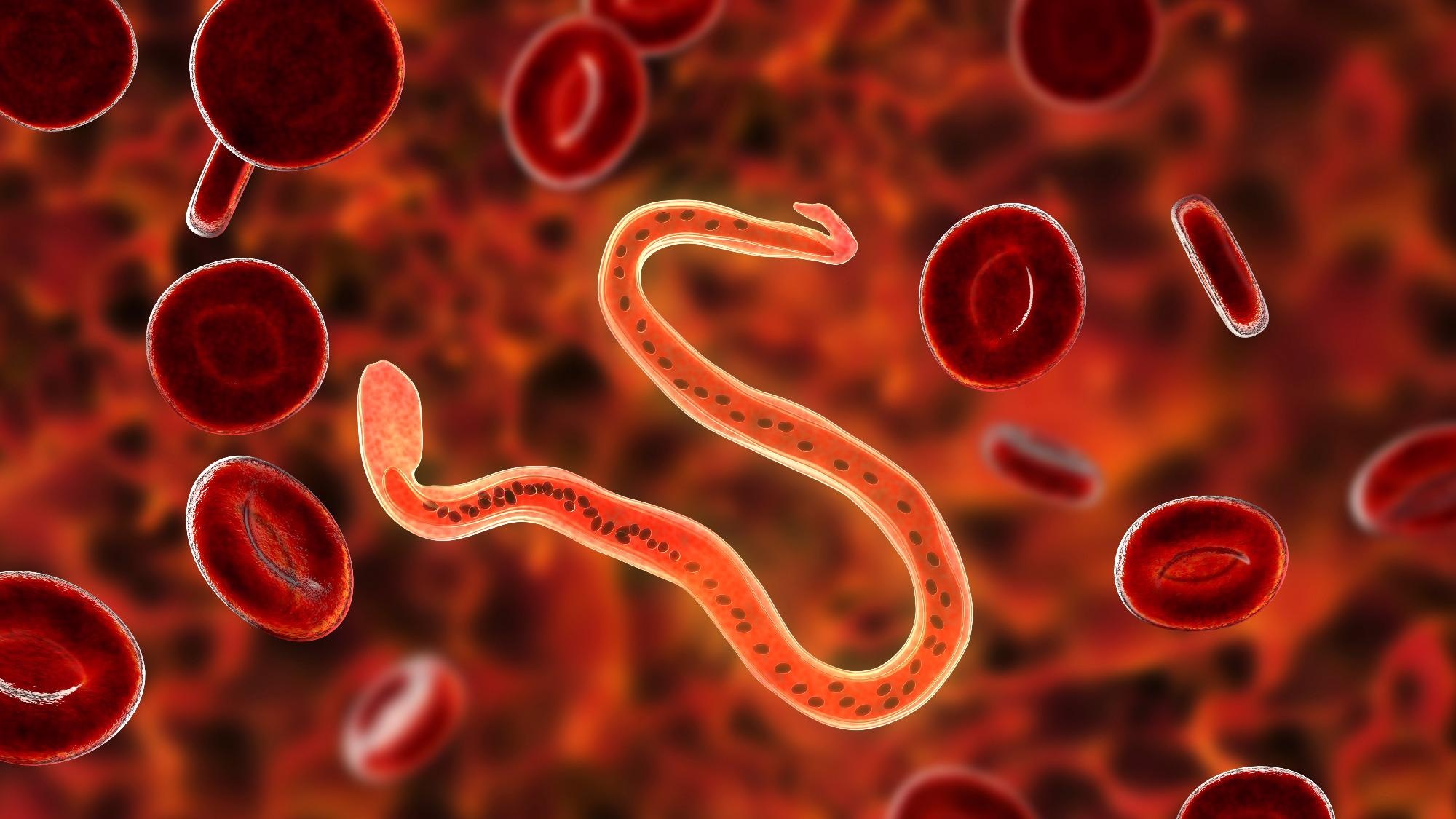 Wuchereria bancrofti, a roundworm nematode, one of the causative agents of lymphatic filariasis. Image Credit: Kateryna Kon / Shutterstock