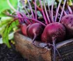 What are the Health Benefits of Beetroot?