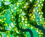 Could Algae Solve the Global Climate Crisis?