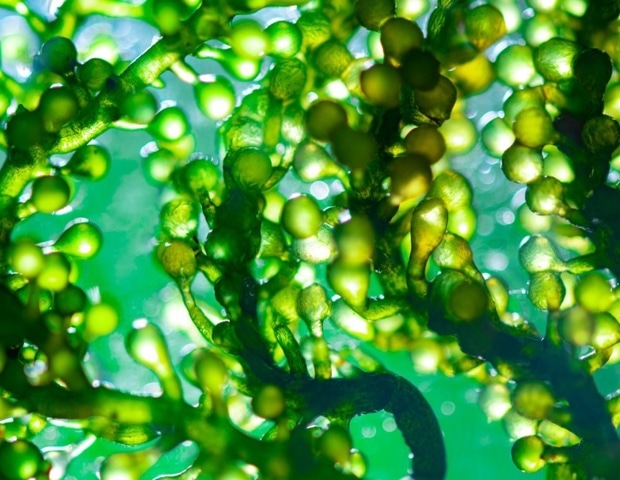 Could Algae Solve the Global Climate Crisis?