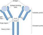The Structure of an Antibody