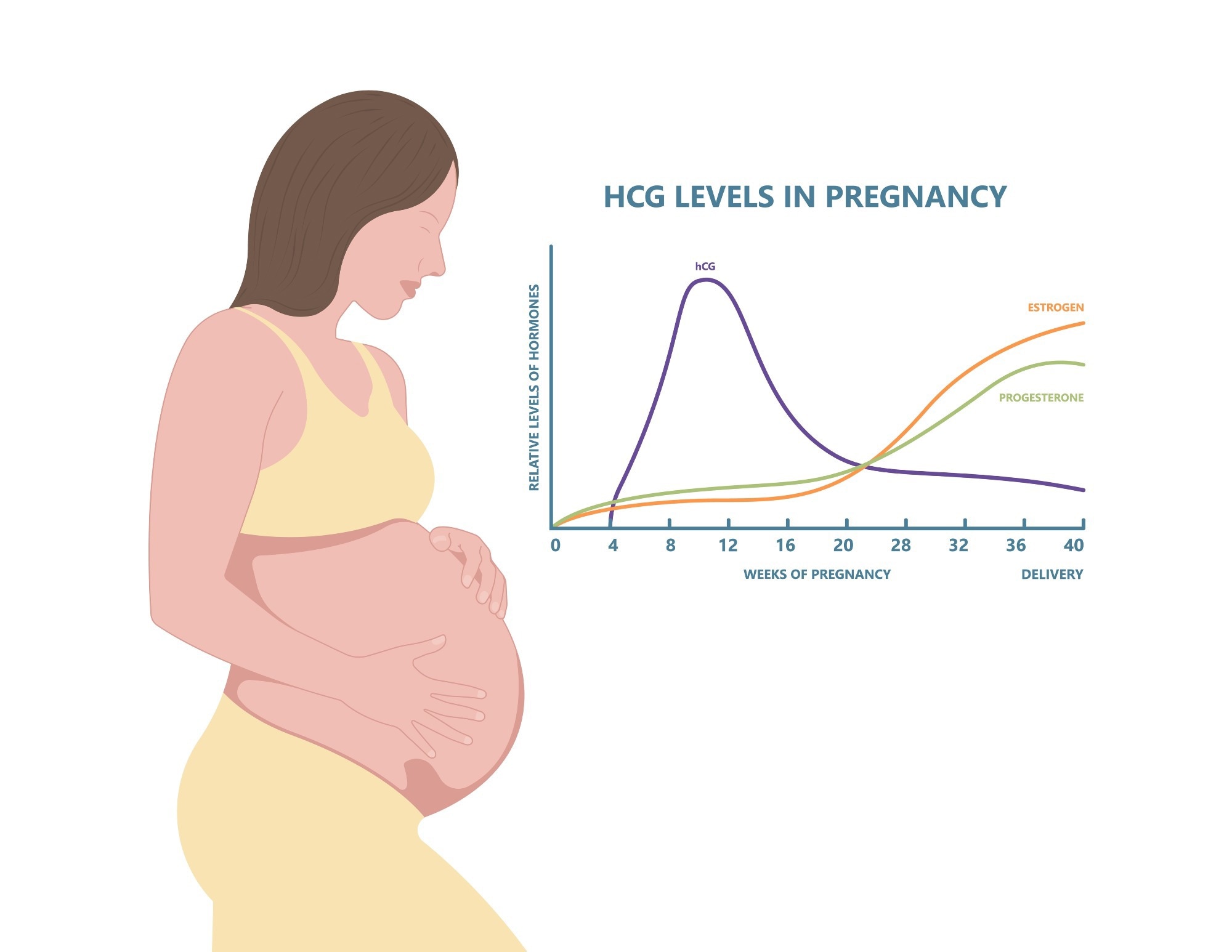 HcG levels in pregnancy