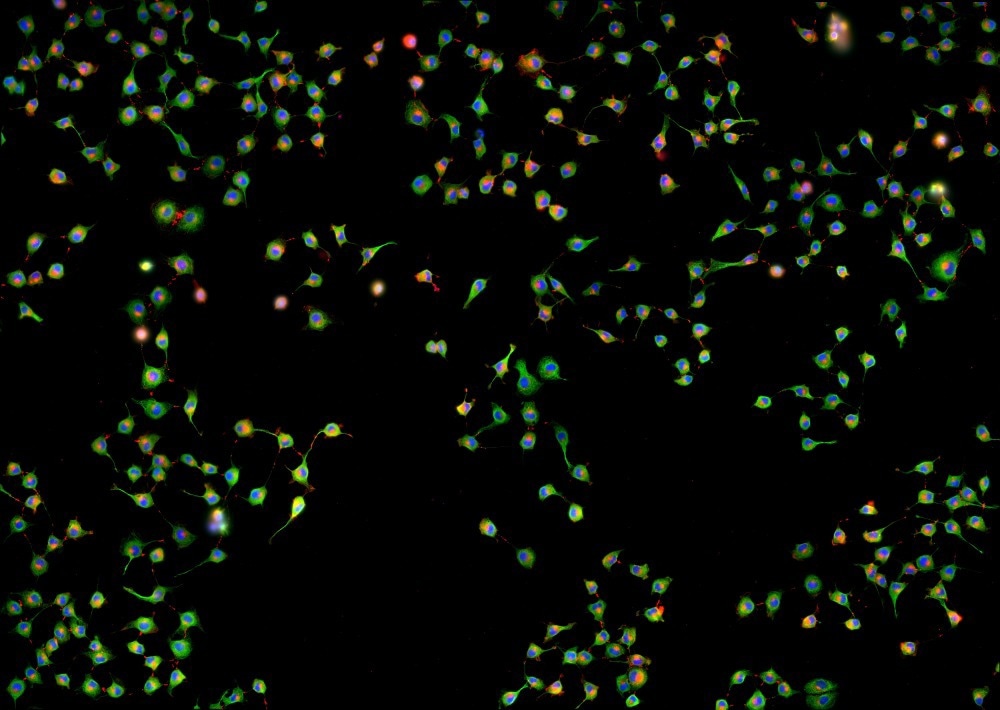 Fluorescent Cells