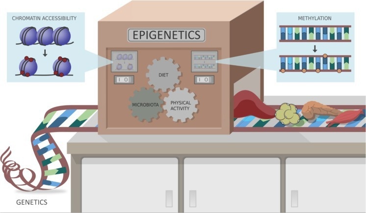 Epigenetic Markers and Microbiota/Metabolite-Induced Epigenetic Modifications in the Pathogenesis of Obesity, Metabolic Syndrome, Type 2 Diabetes, and Non-alcoholic Fatty Liver Disease