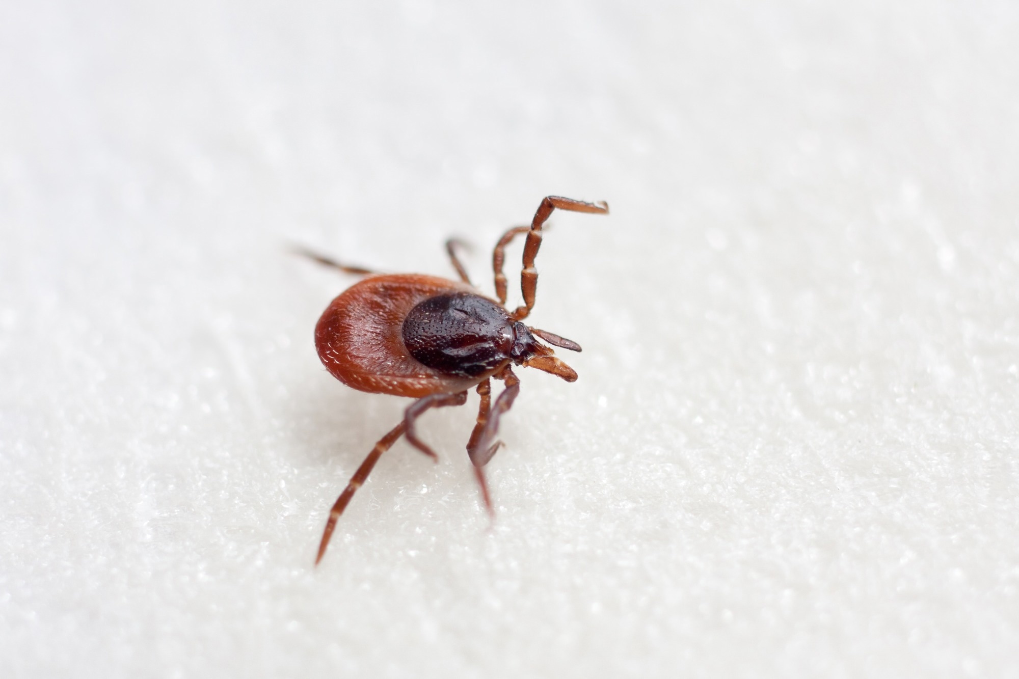 Ixodid (hard) ticks, particularly those of the genus, Hyalomma, can be both a vector and reservoir and a for CCHF virus