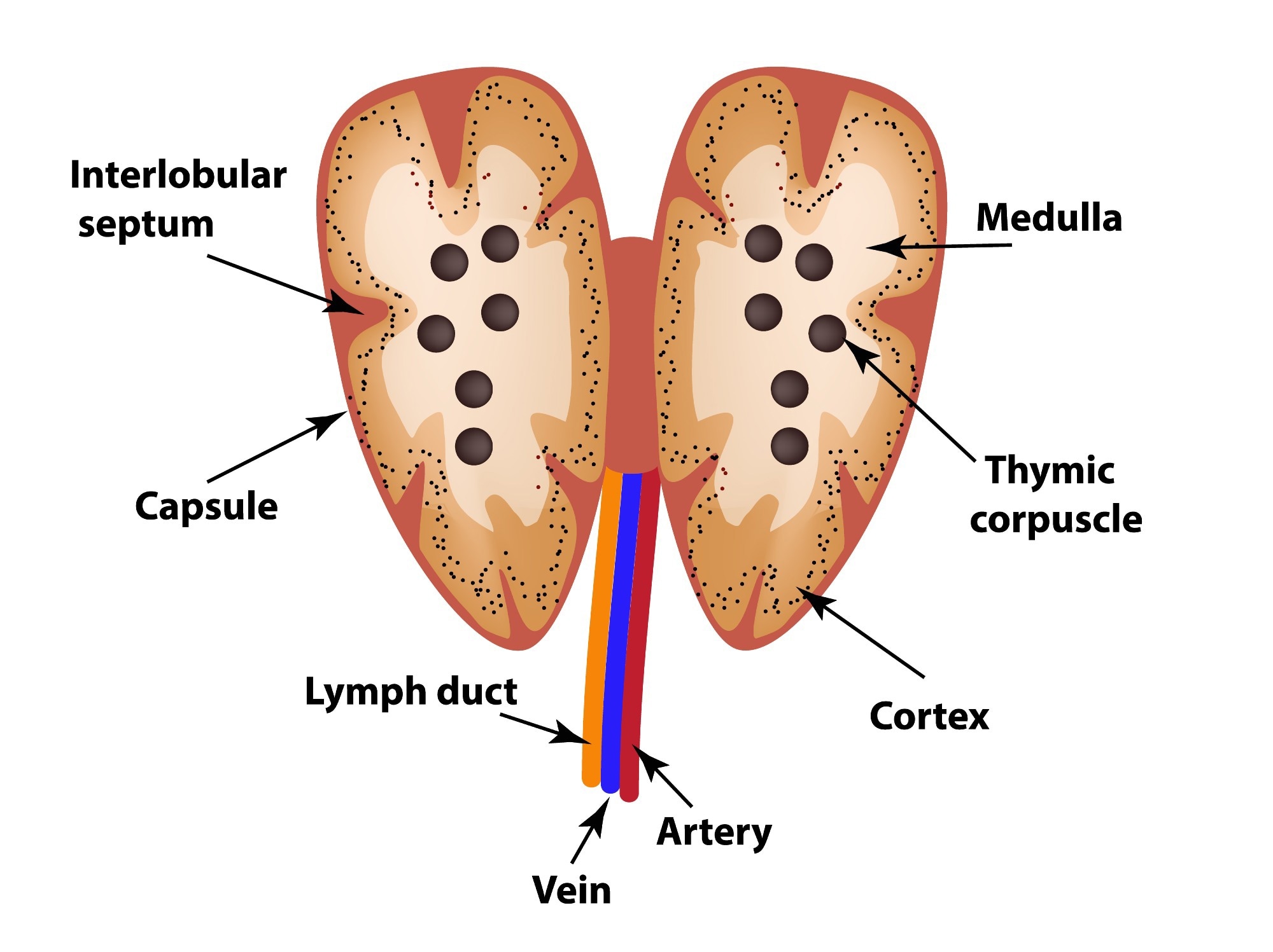Structure of the thymus. Image Credit: Sakurra / Shutterstock