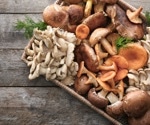 Fungi as Future Medicine: The Therapeutic Potential of Mushrooms