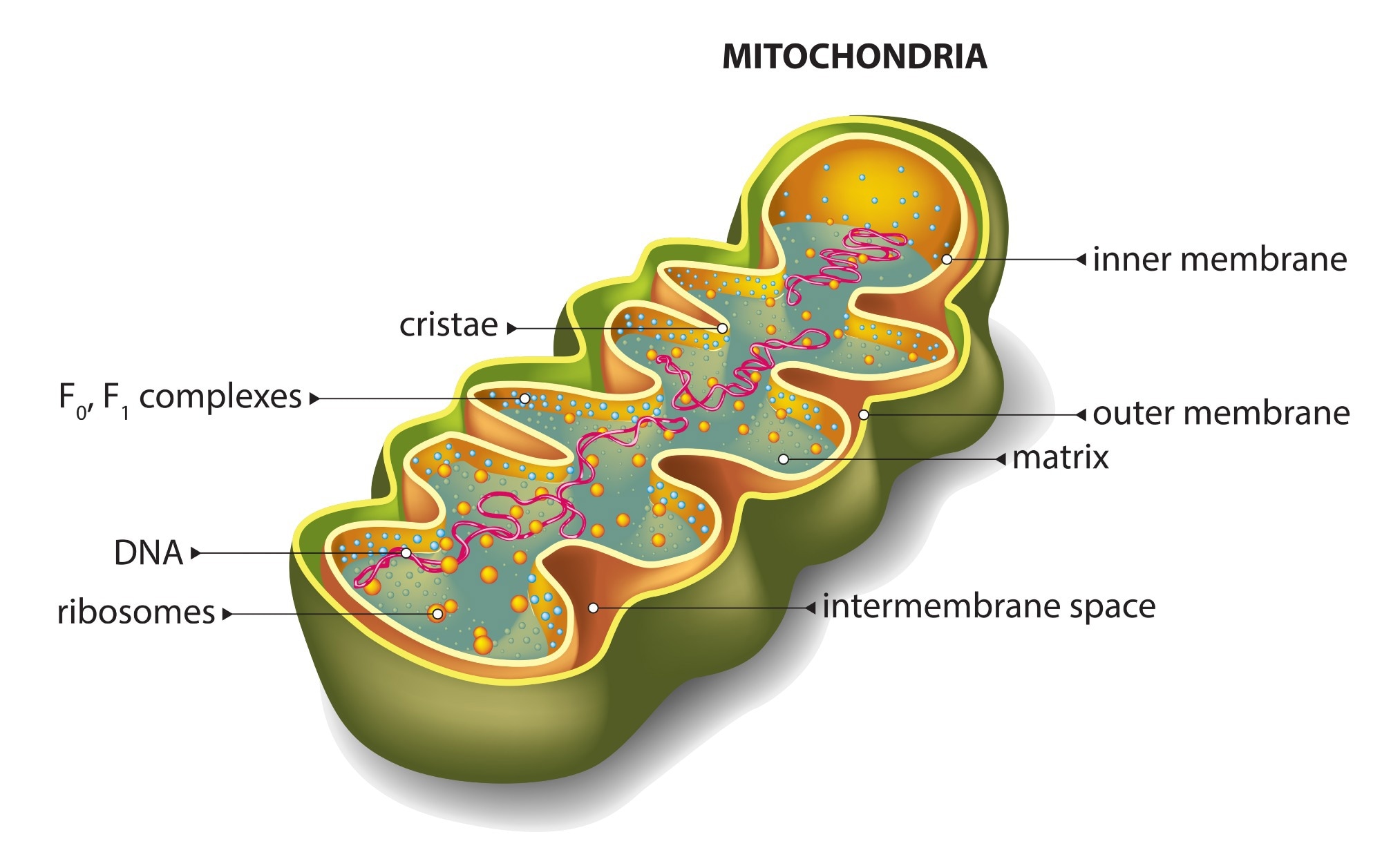 Section of mitochondria. Image Credit: EreborMountain/Shutterstock.com