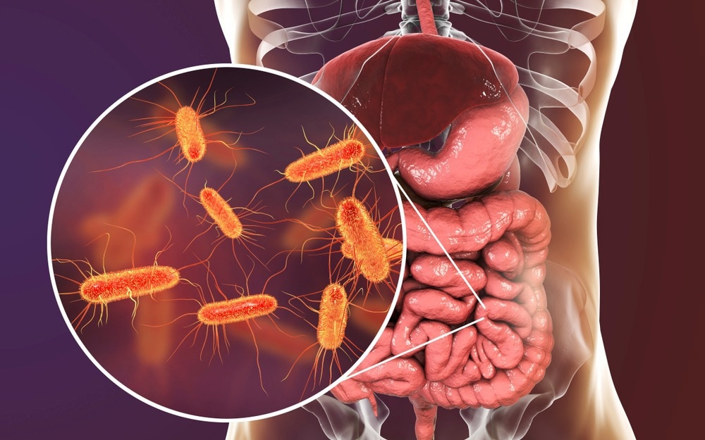 Intestinal microbiome, 3D illustration showing anatomy of human digestive system and enteric bacteria. Image Credit: Kateryna Kon/Shutterstock.com