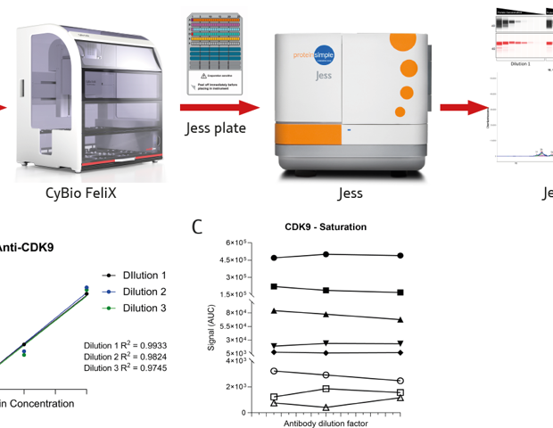 How to automate high-throughput western blotting