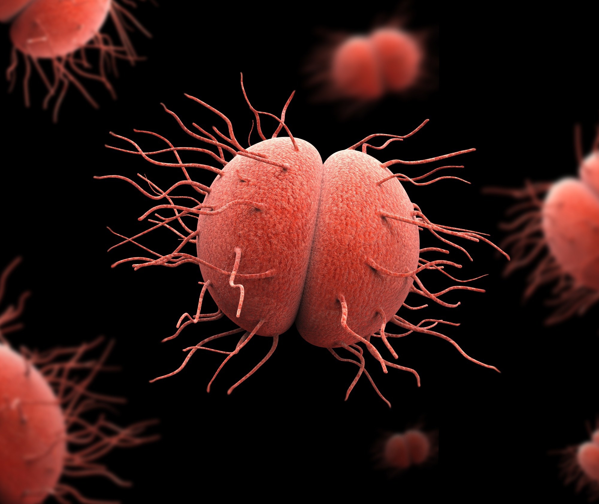 Bacteria Neisseria gonorrhea. Image Credit: Giovanni Cancemi / Shutterstock