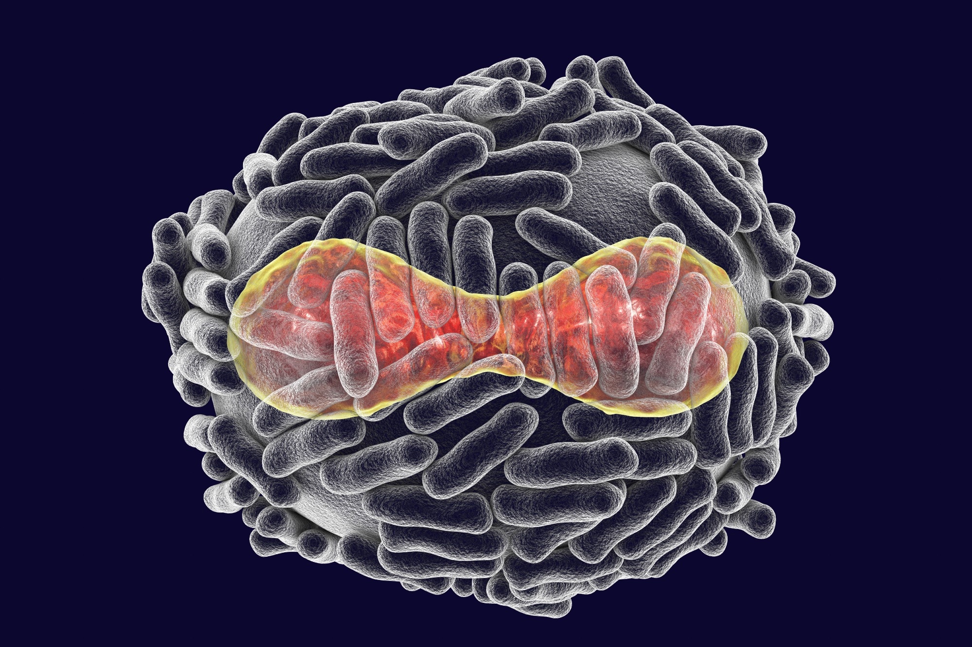 Variola virus, a virus from the Orthopoxviridae family that causes smallpox, a highly contagious disease eradicated by vaccination, 3D illustration. Image Credit: Kateryna Kon / Shutterstock