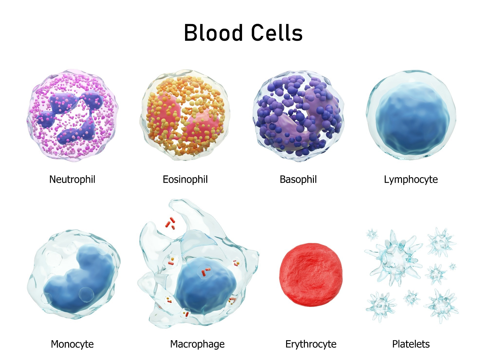 Blood cells. Image Credit: Puwadol Jaturawutthichai / Shutterstock