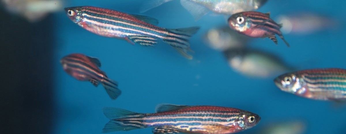 Combining AI and Zebrafish to Accelerate Drug Discovery