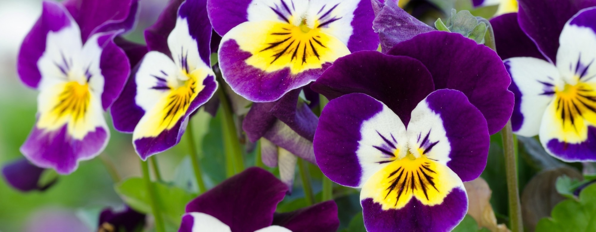 Edible flowers bloom with health benefits