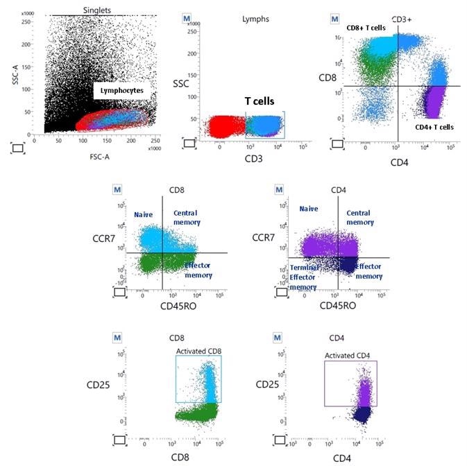 Flow cytometry: Profiling via 10-color immunophenotyping provides a detailed breakdown of lymphocyte subtypes.
