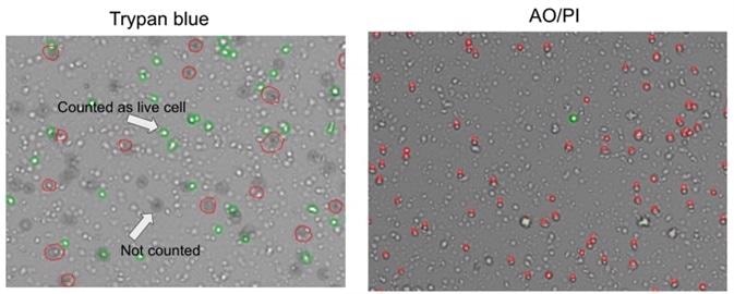 Comparison of trypan blue and acridine orange / propidium iodide methods for assessing cell viability