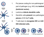 An introduction to lentiviral vectors and their usage in the life sciences